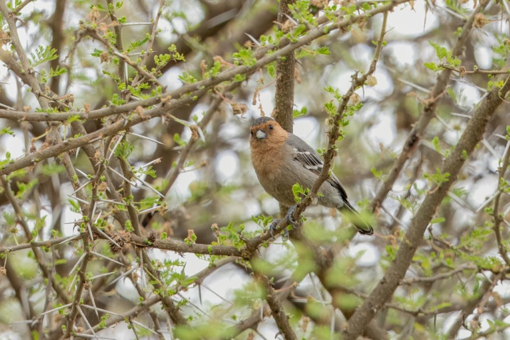 image Red-throated Tit